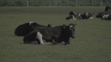 İnek. Çiftlikteki bir otlakta inekler. Yavaş çekim