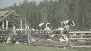 İnek. Çiftlikteki bir otlakta inekler.