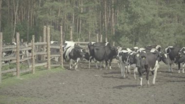 İnek. Çiftlikteki bir otlakta inekler.
