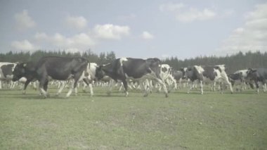 İnek. Çiftlikteki bir otlakta inekler.