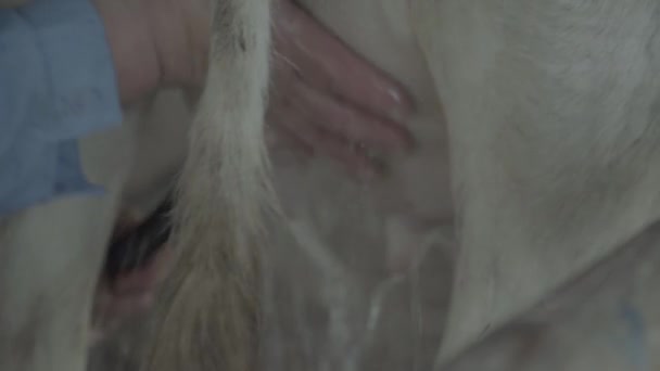 Des vaches laitières à la ferme. Agriculture .