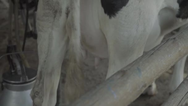 農場で牛を搾乳してる農業. — ストック動画