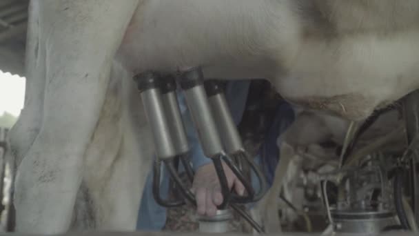 Koeien melken op de boerderij. Landbouw. — Stockvideo