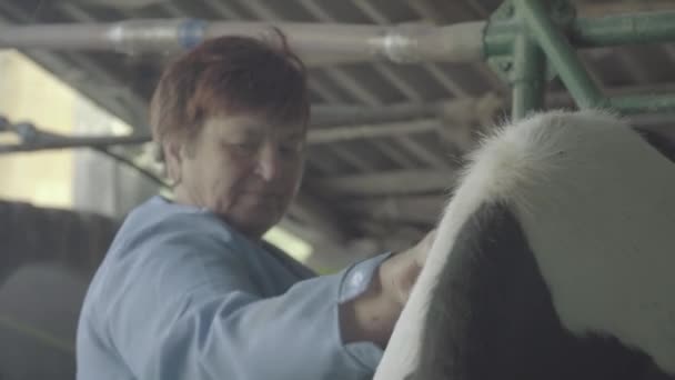 Tehenet fejni a farmon. Mezőgazdaság. — Stock videók