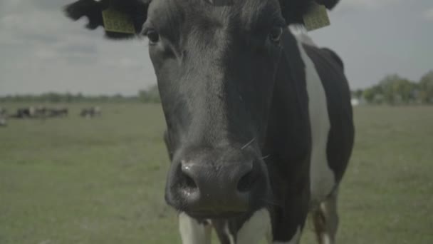 Krowa. Krowy na pastwisku na farmie. Zwolniony ruch — Wideo stockowe