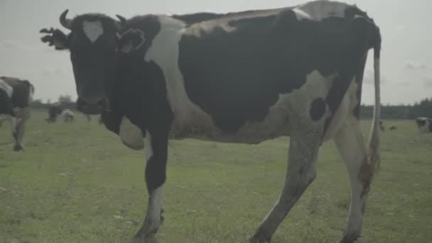 Vaca. Vacas en un pasto en una granja. Movimiento lento — Vídeos de Stock