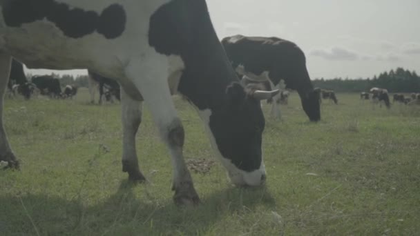 Ko! Kor på en hage på en gård. Långsamma rörelser — Stockvideo