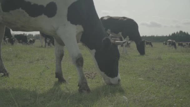 Koe. Koeien in een weiland op een boerderij. Langzame beweging — Stockvideo