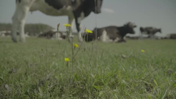 İnek. Çiftlikteki bir otlakta inekler. Yavaş çekim — Stok video