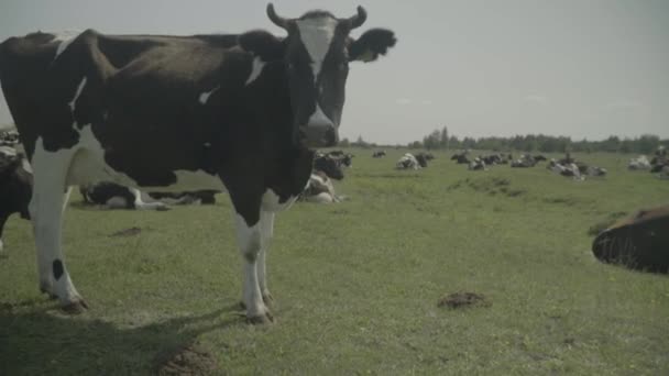 Koe. Koeien in een weiland op een boerderij. Langzame beweging — Stockvideo