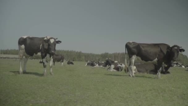 La vache. Vaches dans un pâturage sur une ferme. Mouvement lent 