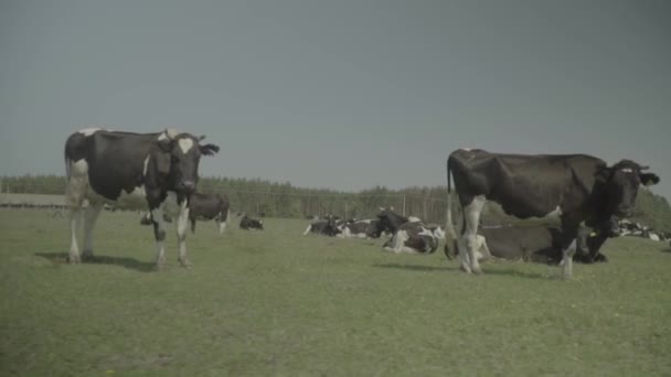 Vaca. Vacas en un pasto en una granja. Movimiento lento — Vídeo de stock