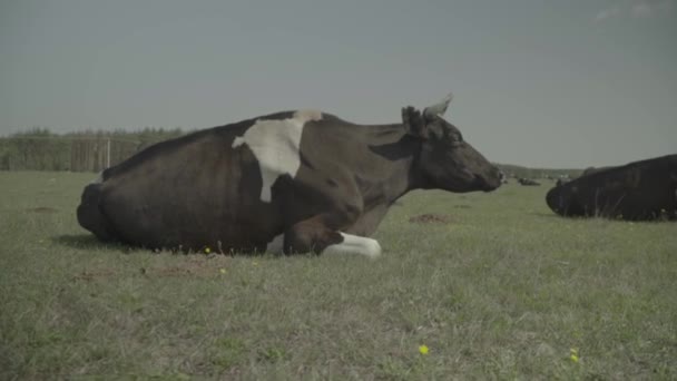 Корова. Корови в пасовищі на фермі. Повільний рух — стокове відео