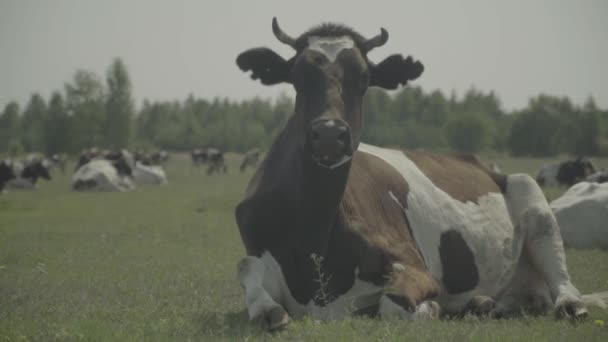 İnek. Çiftlikteki bir otlakta inekler. Yavaş çekim — Stok video