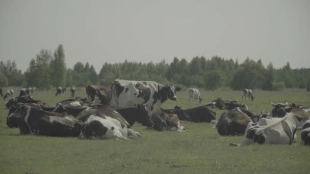 Корова. Корови в пасовищі на фермі. Повільний рух — стокове відео