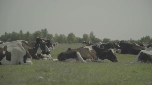 İnek. Çiftlikteki bir otlakta inekler. Yavaş çekim — Stok video