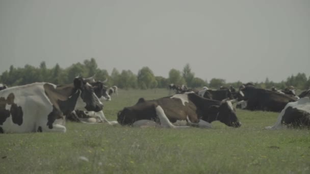 La vache. Vaches dans un pâturage sur une ferme. Mouvement lent 
