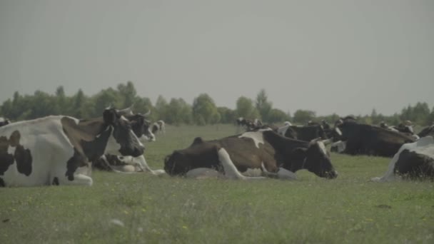 Vaca. Vacas em um pasto em uma fazenda. Movimento lento — Vídeo de Stock