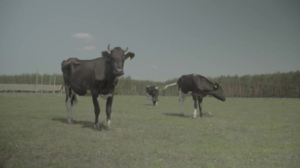 Vaca. Vacas en un pasto en una granja. Movimiento lento — Vídeos de Stock