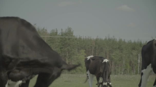 Vaca. Vacas em um pasto em uma fazenda. Movimento lento — Vídeo de Stock