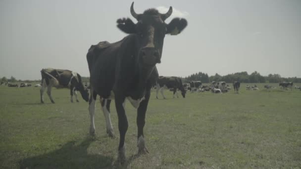 La vache. Vaches dans un pâturage sur une ferme. Mouvement lent 