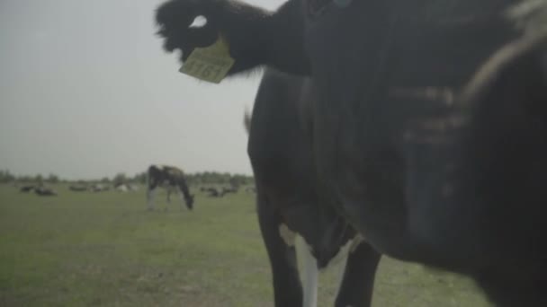 Koe. Koeien in een weiland op een boerderij. Langzame beweging — Stockvideo