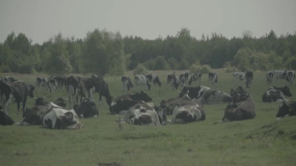 Корова. Коровы на пастбище на ферме. Медленное движение — стоковое видео