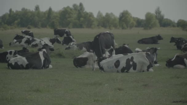 Kuh. Kühe auf einer Weide auf einem Bauernhof. Zeitlupe — Stockvideo