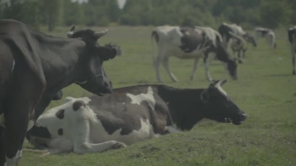 Vaca. Vacas en un pasto en una granja. Movimiento lento — Vídeo de stock