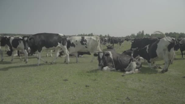 소. 농장의 목초지에 사는 소들. 느린 동작 — 비디오