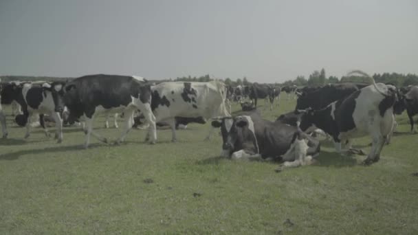 Vaca. Vacas en un pasto en una granja. Movimiento lento — Vídeos de Stock