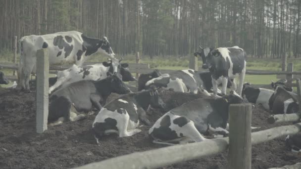 Krowa. Krowy na pastwisku w gospodarstwie. — Wideo stockowe