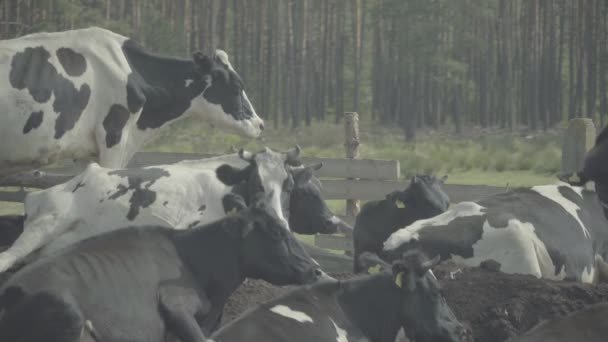 Корова. Коровы на пастбище на ферме . — стоковое видео