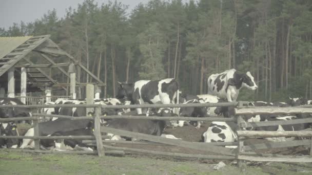 牛。 农场牧场上的奶牛. — 图库视频影像