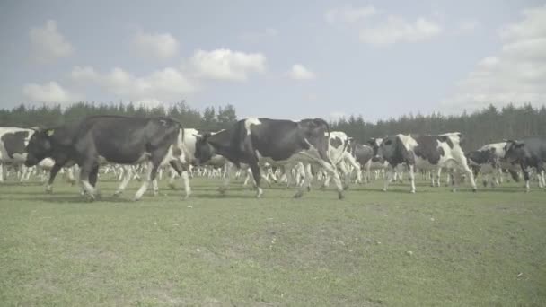 Koe. Koeien in een weiland op een boerderij. — Stockvideo