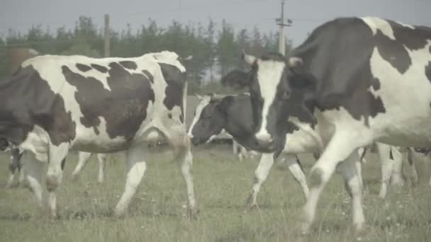 Корова. Корови в пасовищі на фермі . — стокове відео