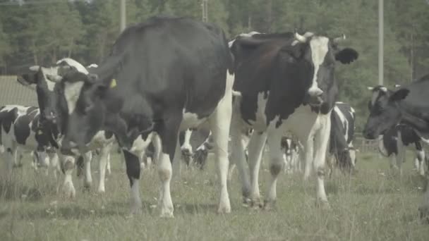 Αγελάδα. Αγελάδες σε βοσκότοπο σε αγρόκτημα. — Αρχείο Βίντεο