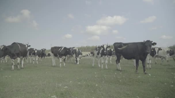 牛だ農場の牧草地で牛. — ストック動画