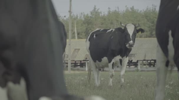 Vaca. Vacas em um pasto em uma fazenda . — Vídeo de Stock