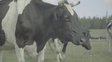 İnek. Çiftlikteki bir otlakta inekler.