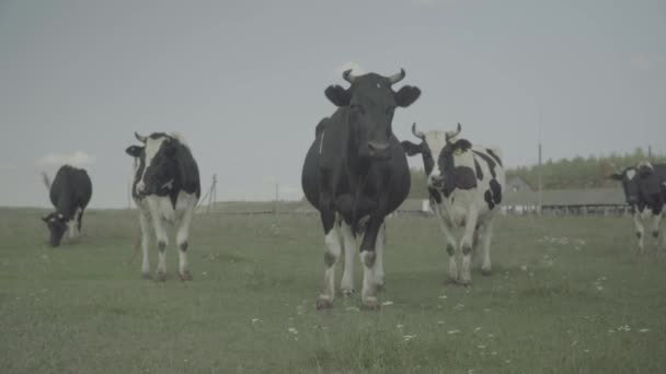 Ko! Kor på betesmark på en gård. — Stockvideo