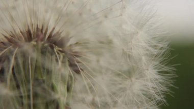 Beyaz bir karahindiba closeup