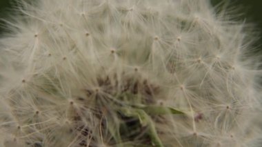 Beyaz bir karahindiba closeup