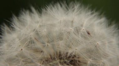 Beyaz bir karahindiba closeup