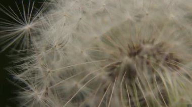 Beyaz bir karahindiba closeup