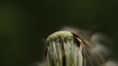 Beyaz bir karahindiba closeup