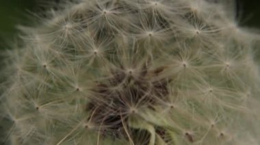 Beyaz bir karahindiba closeup
