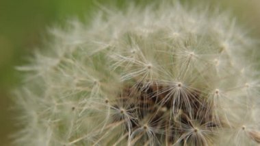 Beyaz bir karahindiba closeup