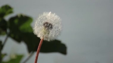 Beyaz bir karahindiba closeup