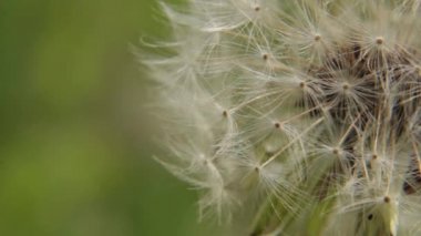 Beyaz bir karahindiba closeup